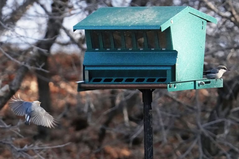 K-Nuthatch-555-2021-03-21-crop.jpg