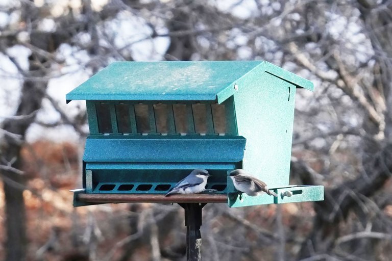 K-Nuthatch-569-2021-03-21-crop.jpg