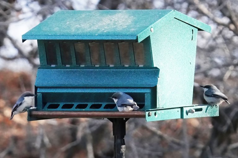 K-Nuthatch-572-2021-03-21-crop.jpg