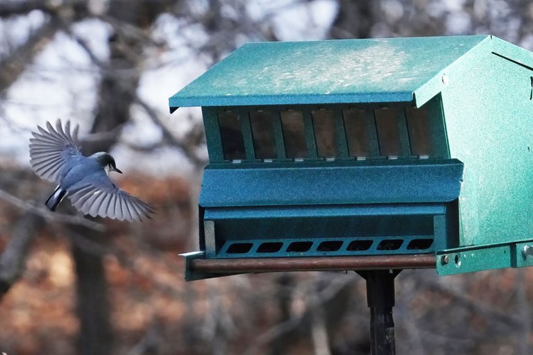 K-Nuthatch-530-2021-03-21-crop.jpg