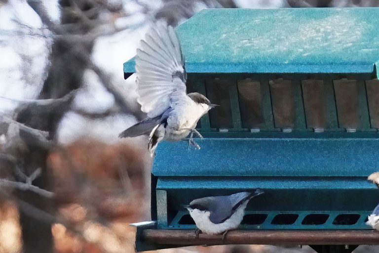 K-Nuthatch-574-2021-03-21-crop.jpg