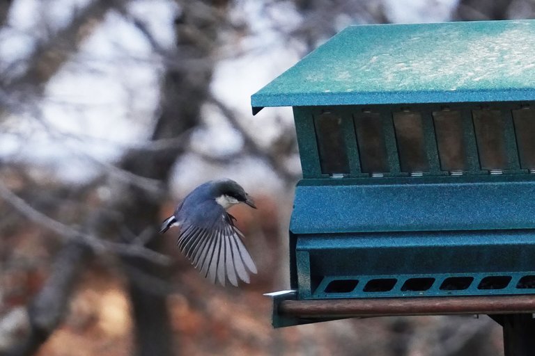 K-Nuthatch-531-2021-03-21-crop.jpg