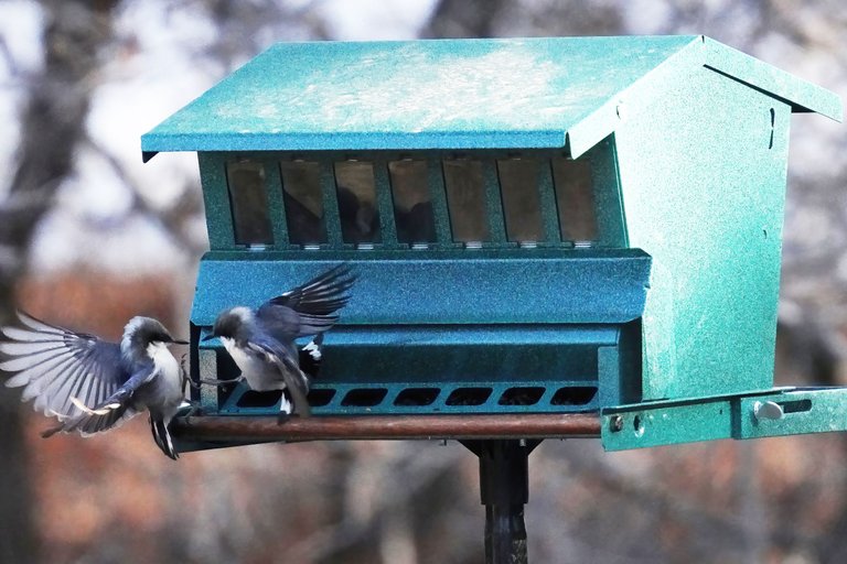 K-Nuthatch-526-2021-03-21-crop.jpg