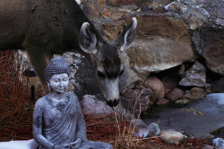 DeerBuddha.jpg