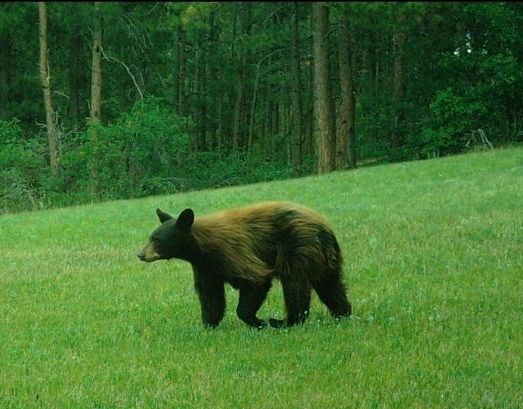 Bear2Deerfield20200625.jpeg