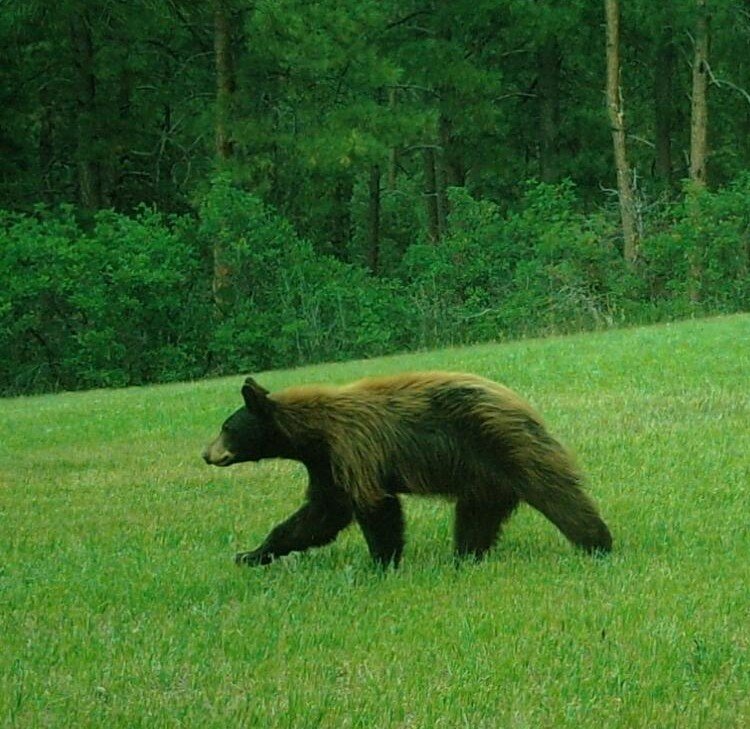 Bear1Deerfield20200625.jpeg