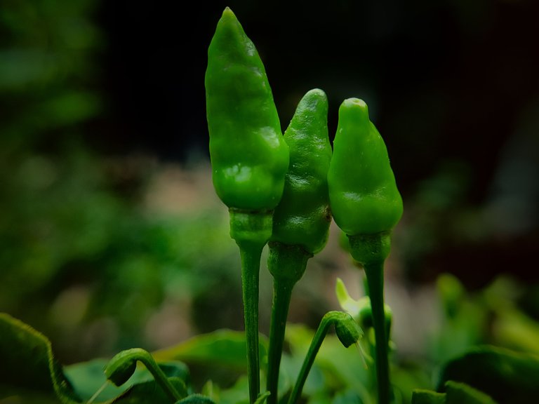 Planting chili in stages