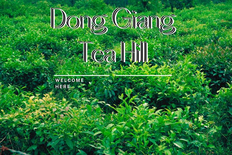 Dong Giang Tea Hill.png
