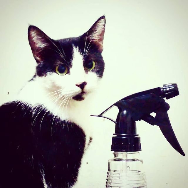 Cat Spray.jpg