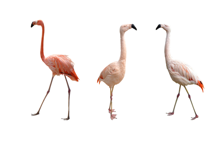 flamingos-g623cdbdda_1920.png