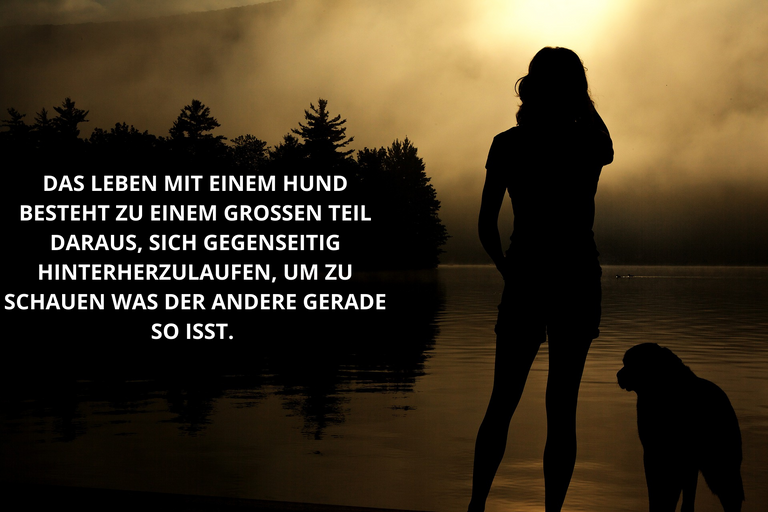 meme hund isst.png