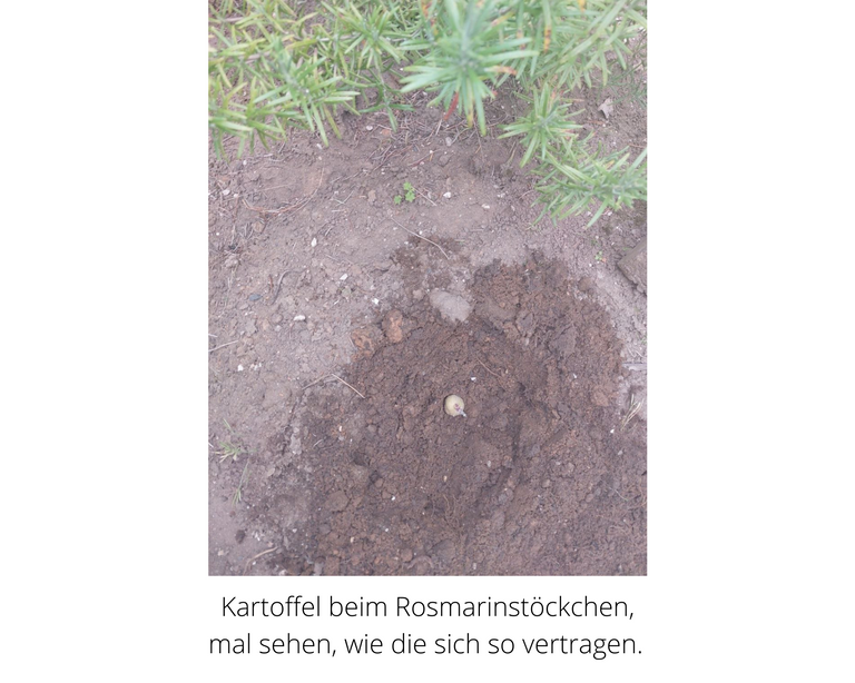 kartoffel herausforderung(2).png