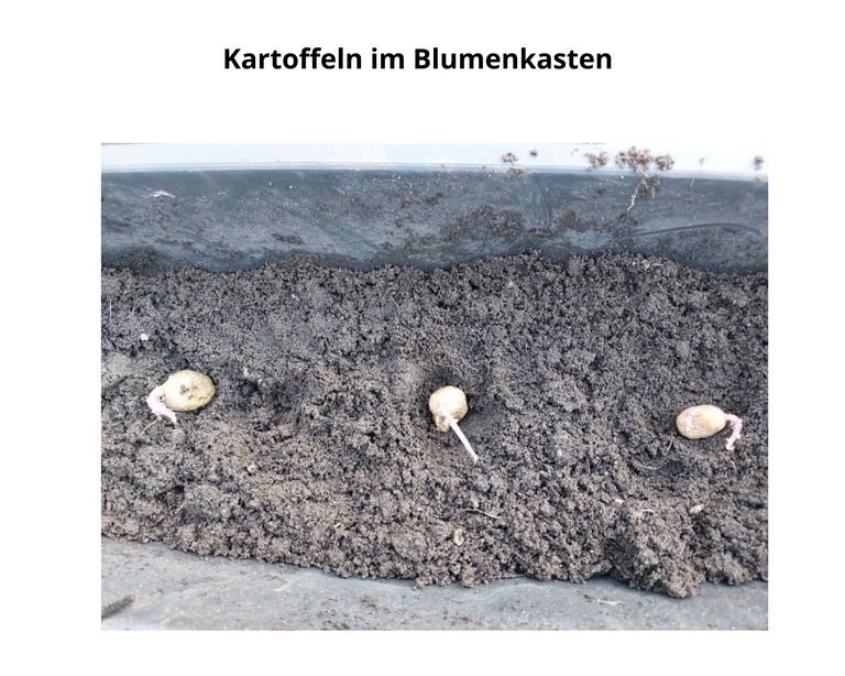 kartoffel herausforderung(6).png