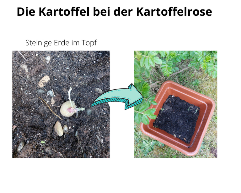 kartoffel herausforderung(4).png