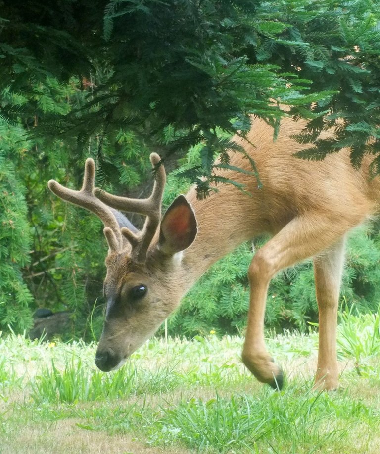 Deer