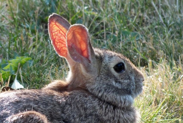 L0014-Bunneh1.JPG