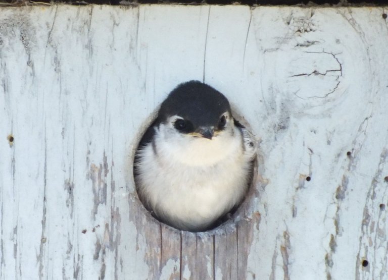 L0016-HouseMartin3.JPG