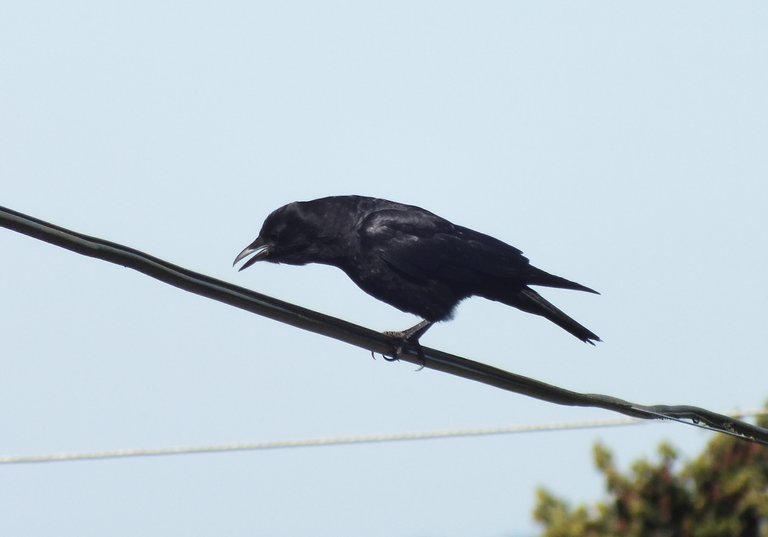 L0021-Crows4.JPG