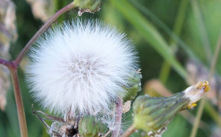 L0022-Milkweed.JPG