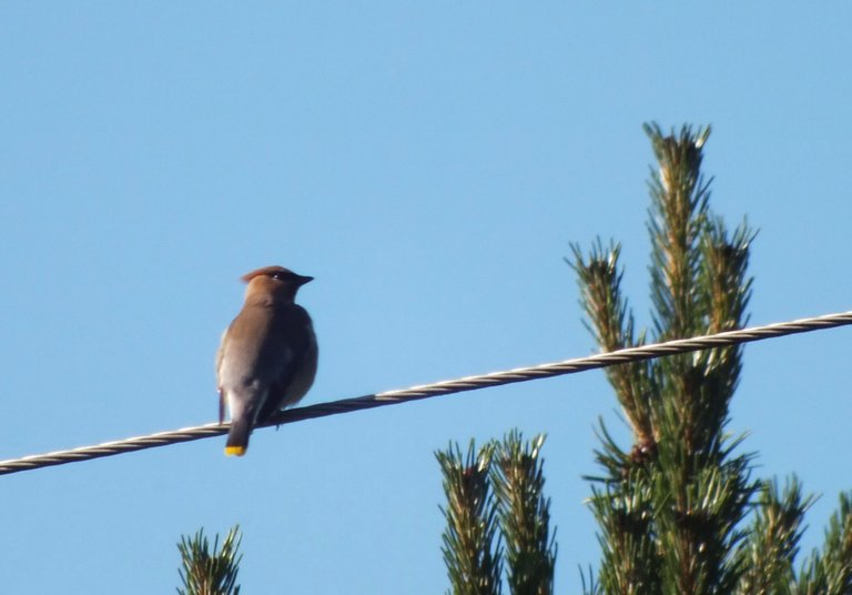 L0023-Waxwing1.JPG