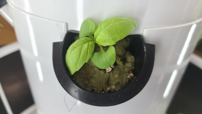 Baby Basil in a Rockwool pod