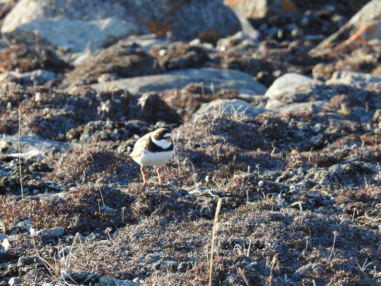 Male Semipalmated Plover