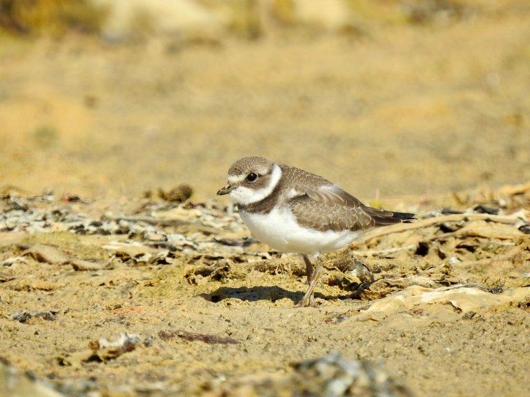 Non breeding adult Semipalmated Plover