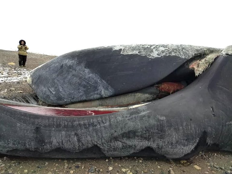 This is one of four dead bowhead whales found beached about 60 kilometres north of Kugaaruk by a group of hunters. Fisheries and Oceans Canada is investigating what caused the deaths. (Photo by Rene Kukkuvak)