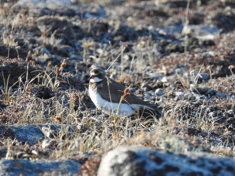 Female Semipalmated Plover