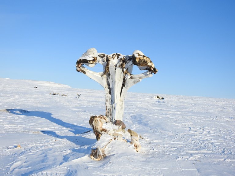 The back of the whales skull.