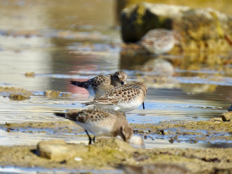 Note the blur of feathers at the top and bottom of the shot. 5 Pipers, 1 photo. Eat your heart out 2g1c.