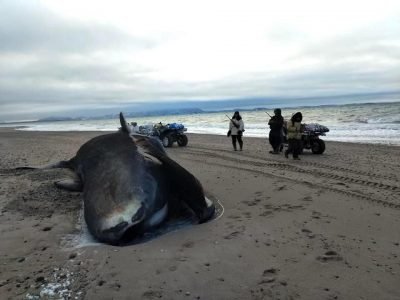 This is one of the four bowhead whales found beached. The bowhead whales were spaced out along the beach, said Rene Kukkuvak, who took this photo. (Photo by Rene Kukkuvak)