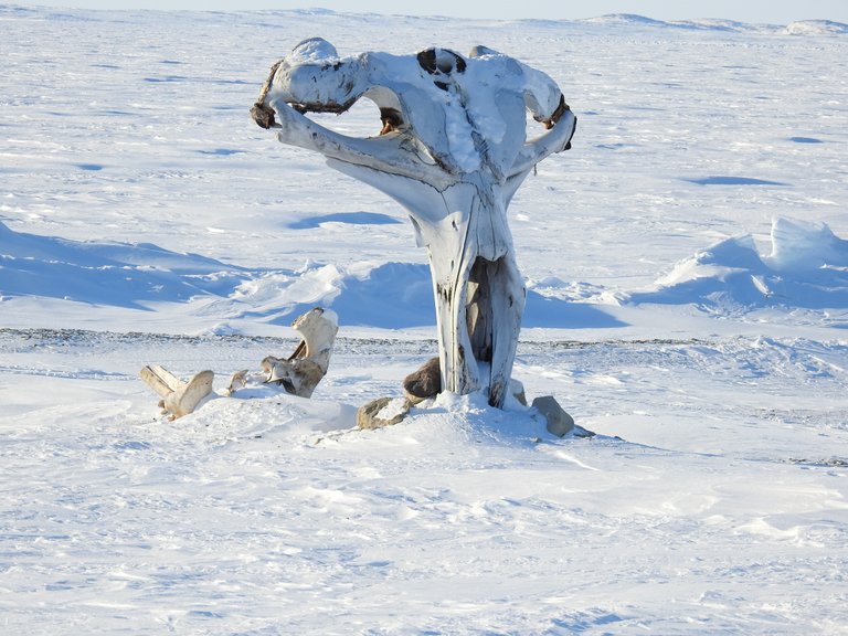 Standing 10 feet tall out of the barren tundra, even a bone white skull on white snow stand out to you.