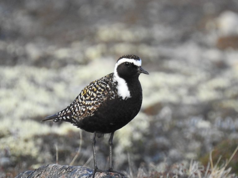 Male Golden Plover