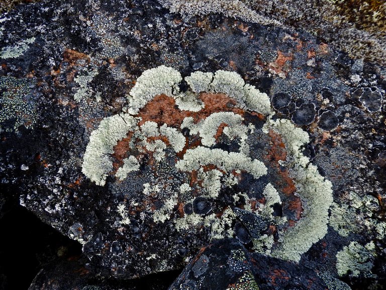 A face in the Lichen