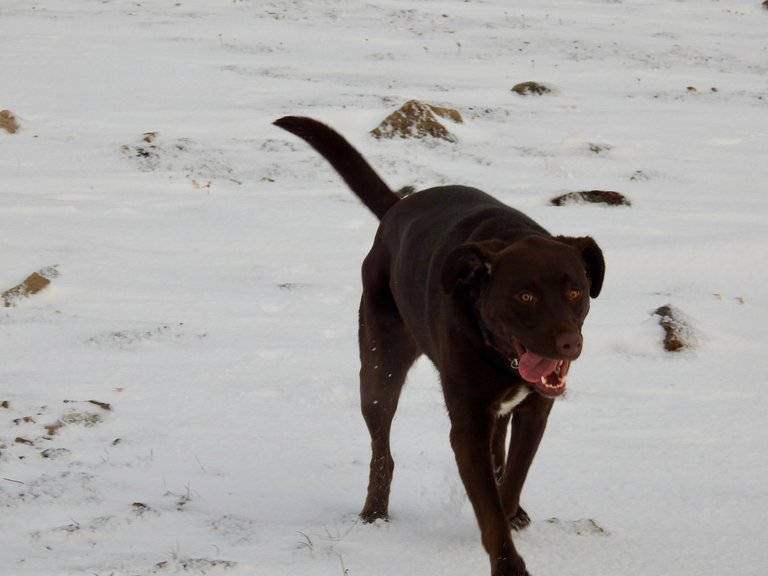 Millie, doing her goofy stiff leg run