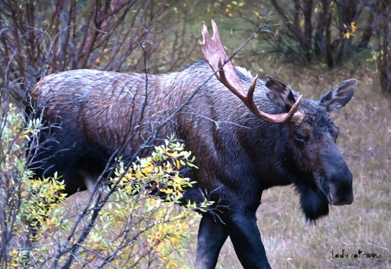 moose (6).jpg