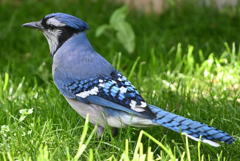 DSC_4998.JPG