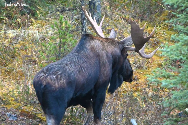 moose (8).jpg
