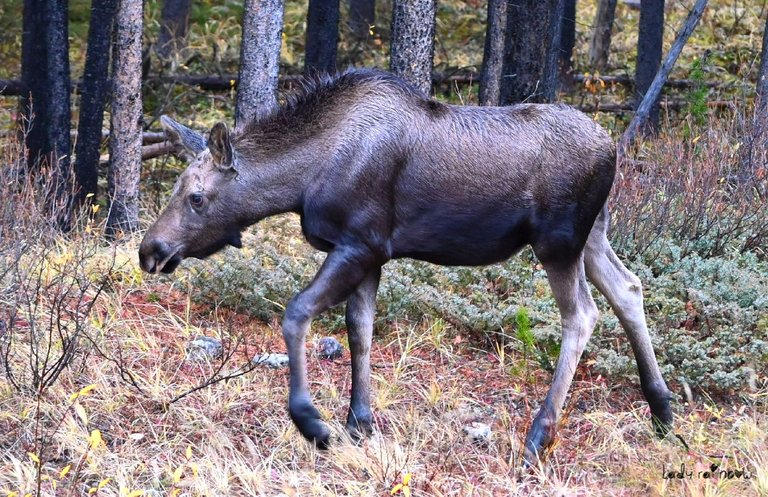 moose (2).jpg