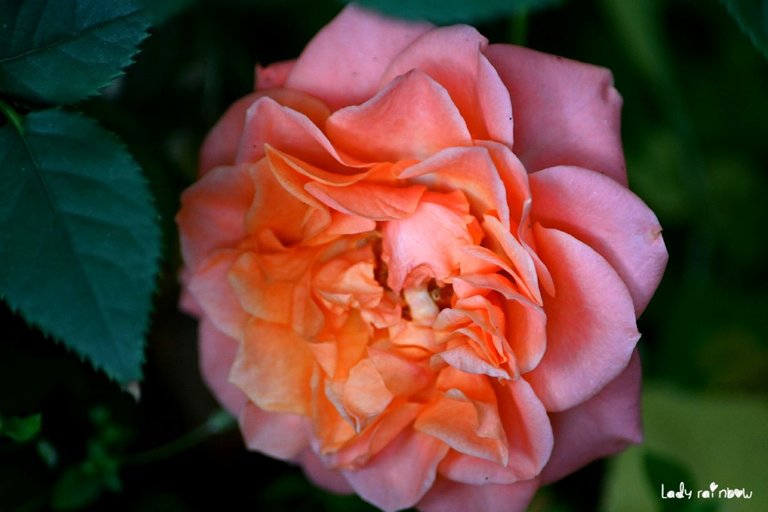 rose (2).jpg