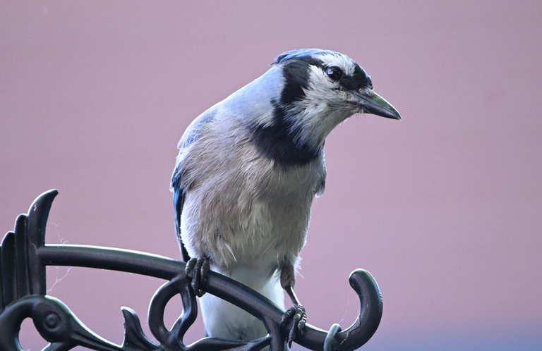 DSC_5004.JPG