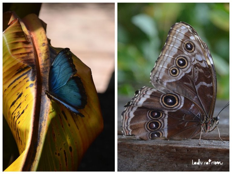 blue morpho.jpg