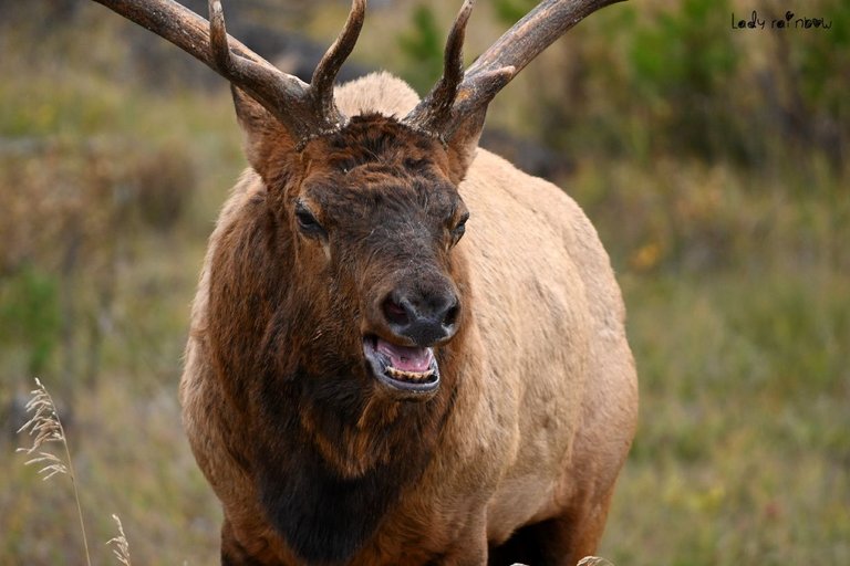 elk (2).jpg