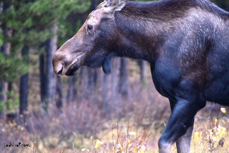 moose (1).jpg