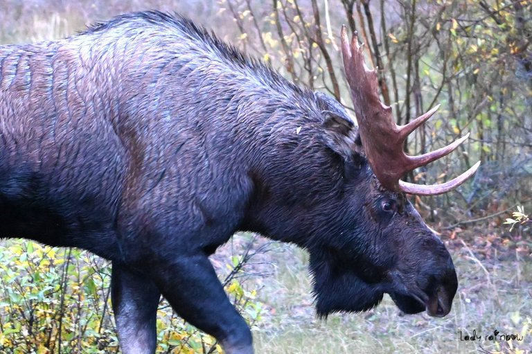 moose (5).jpg