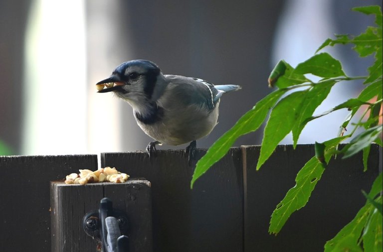 baby birdy.jpg