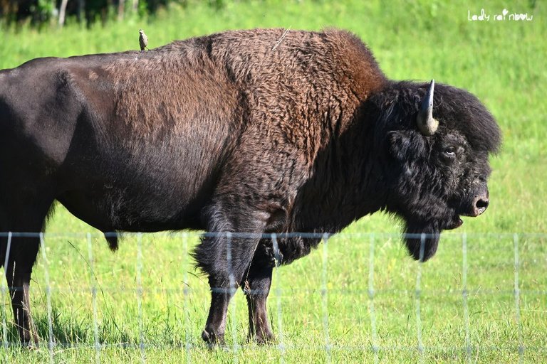 bison (1).jpg