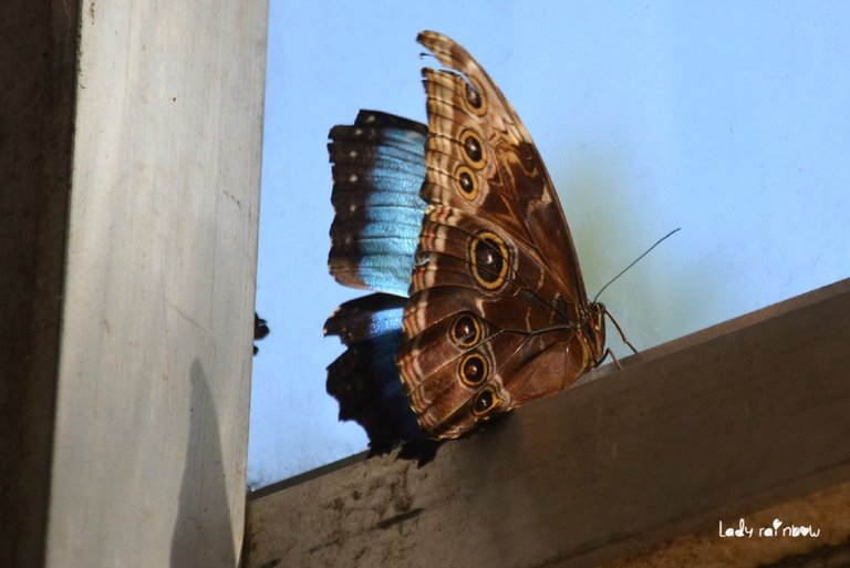 blue morpho (1).jpg