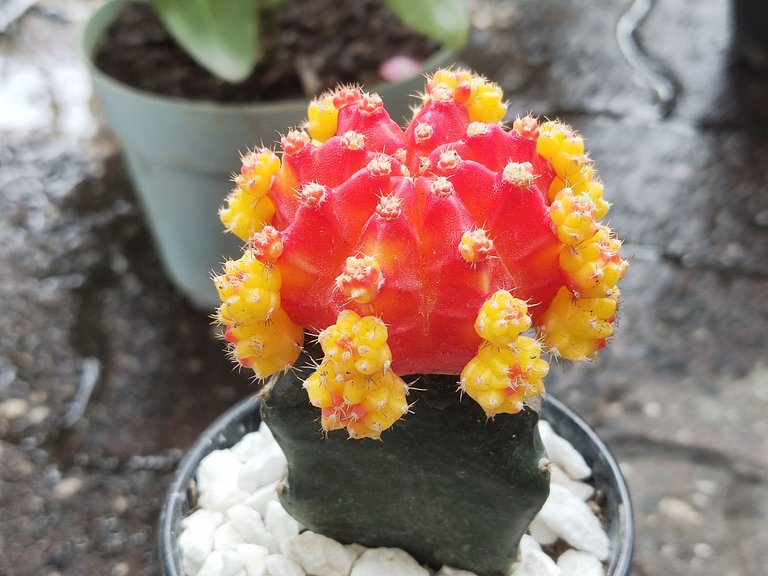 cacti 51.jpg